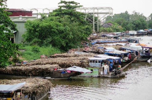 Mía lên ngôi,gừng mất giá
