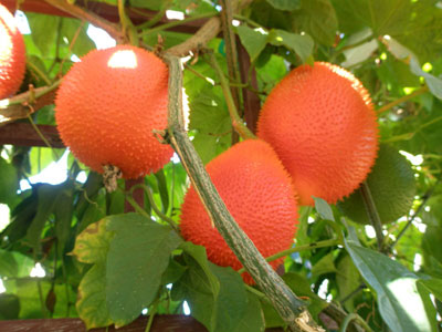 Kỹ thuật trồng gấc