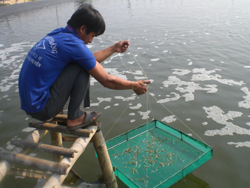 Hạn chế hiện tượng tôm ăn kém khi thời tiết thay đổi