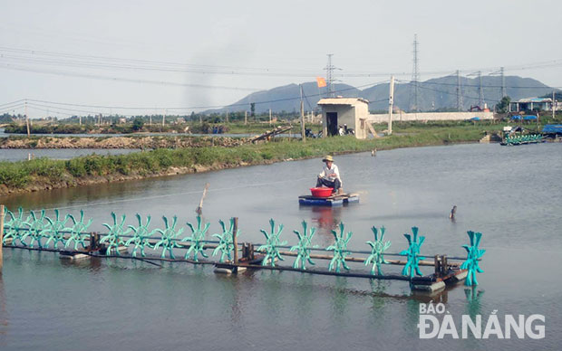 Đà Nẵng: Tôm nuôi ở Trường Định chết hàng loạt: Do đâu?
