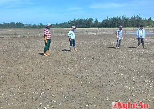 Quỳnh Lưu (Nghệ An): 104 ha ngao nuôi bị chết chưa rõ nguyên nhân