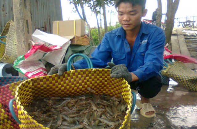 Bà Rịa - Vũng Tàu: Không chủ quan trước dịch bệnh trên tôm