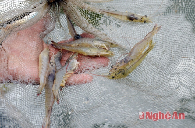 Nghệ An: Tôm vụ đông thua năng suất, thắng giá bán