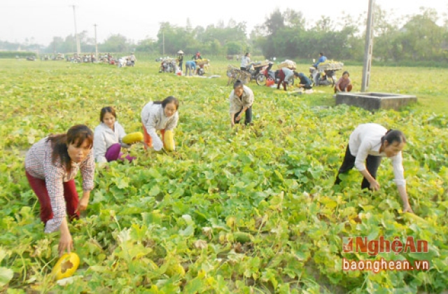 Mùa buôn dưa bở