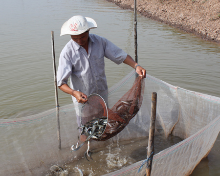 Kỹ thuật nuôi cá kèo