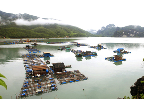 Quảng Ninh: Vân Đồn khai thác thuỷ hải sản đạt gần 20 nghìn tấn