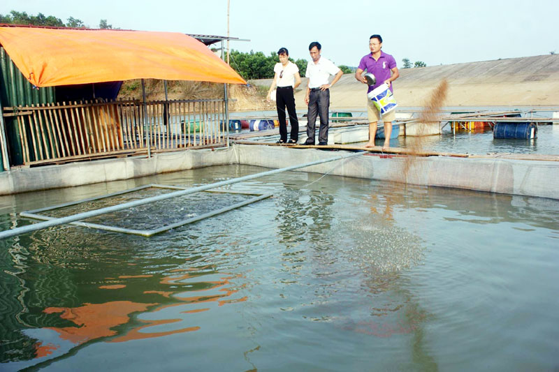 Quảng Ninh: Nuôi cá lăng trong hồ