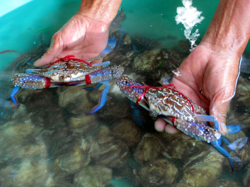 Ghẹ Trà Cổ trước nguy cơ cạn kiệt