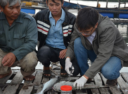 Bà Rịa - Vũng Tàu: Vụ cá nuôi lồng bè chết bất thường trong 2 ngày 25 và 26-12-2013: Do ô nhiễm nguồn nước