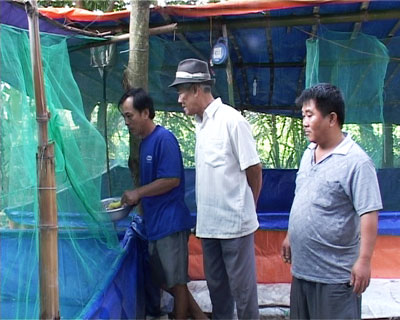Nuôi cá lóc trong bể lót bạt: Một mô hình nuôi mới, hiệu quả cao