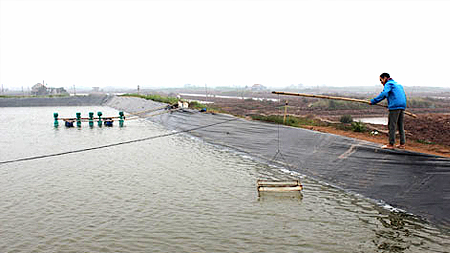 Nam Định: Chủ động phòng, chống rét cho các con nuôi thủy sản