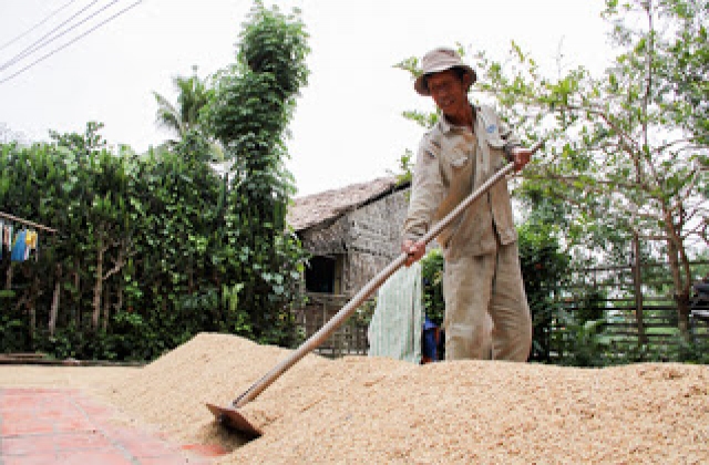 ĐBSCL Xây dựng thương hiệu gạo Việt: Nâng cao giá trị hạt gạo