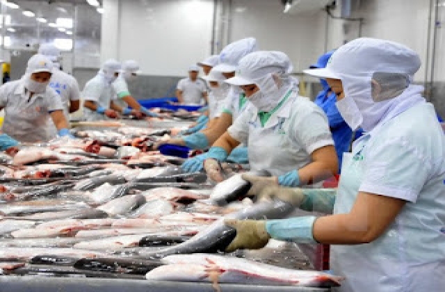Nông nghiệp Việt đón sóng TPP Bài 4: Thủy sản lo ngay từ 'gốc'