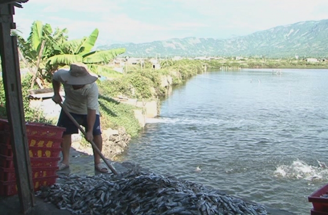 Khánh Hòa đa dạng hình thức nuôi cá biển thương phẩm