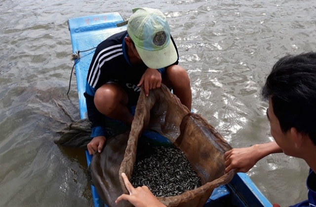 Chỉ được phép khai thác cá linh sau ngày 31/8