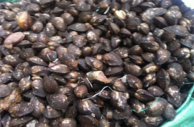 Bình Thuận: Nạn khai thác sò lông trái phép vấn tiếp diễn