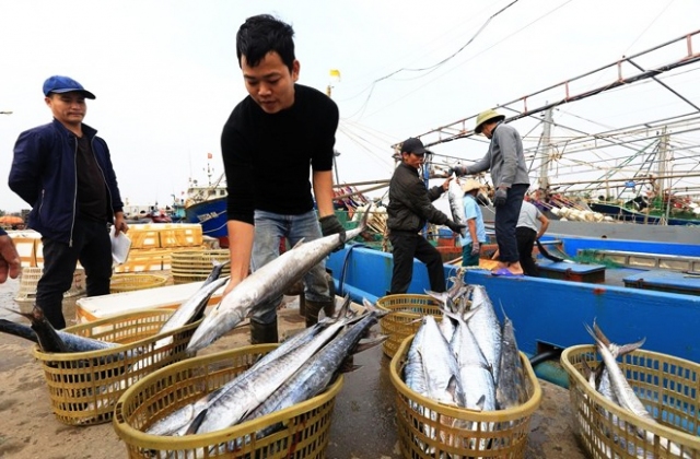 TP Hồ Chí Minh kiểm tra tổng thể khai thác thủy sản