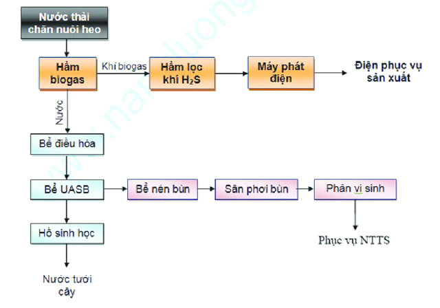 Tận dụng bã thải hầm biogas để nuôi cá nước ngọt