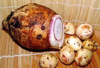 Trồng Môn Sáp Theo Quy Trình Kỹ Thuật Mới