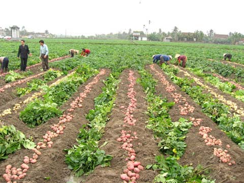 Quy trình kỹ thuật trồng khoai tây