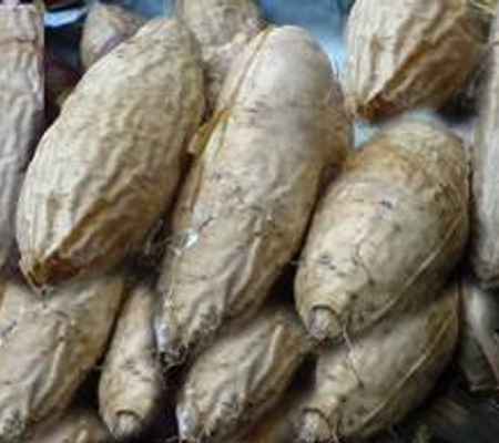 Kỹ Thuật Trồng Khoai Từ - Khoai Vạc (Khoai Mỡ)