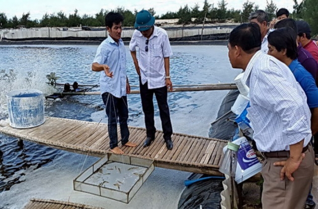 Tôm chết hàng loạt không phải do thay nước biển?