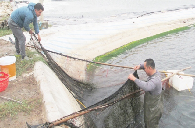 Những việc cần làm khi nuôi cá vào mùa lạnh