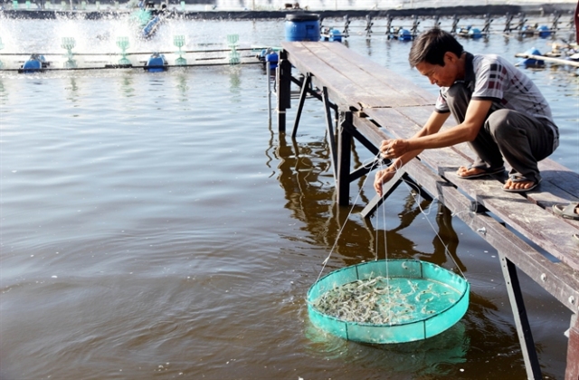 Người nuôi tôm lớn nhất xứ Quảng và giấc mơ thuê thêm đất mở rộng quy mô...