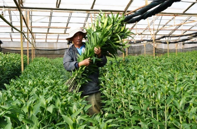 Đặc sản Đà Lạt:Sẵn sàng cung ứng tết
