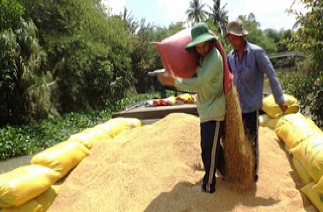 Xấy dựng chuỗi giá trị lúa gạo