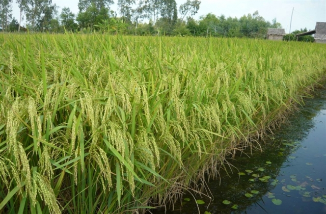 Trái dừa U Minh Thượng...