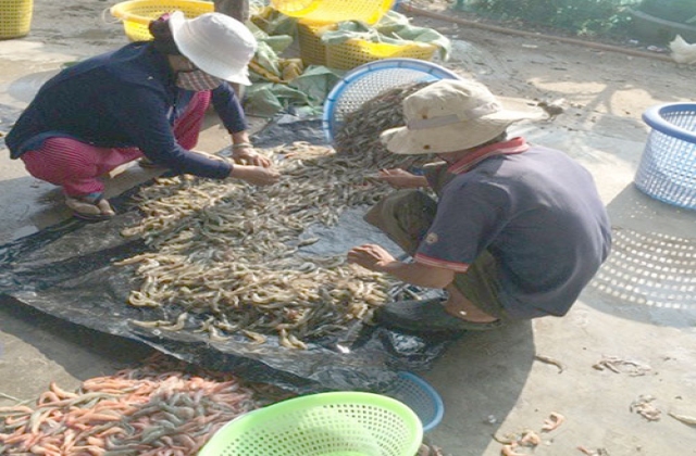 Khó khăn khi “nói không” với kháng sinh trong nuôi thủy sản