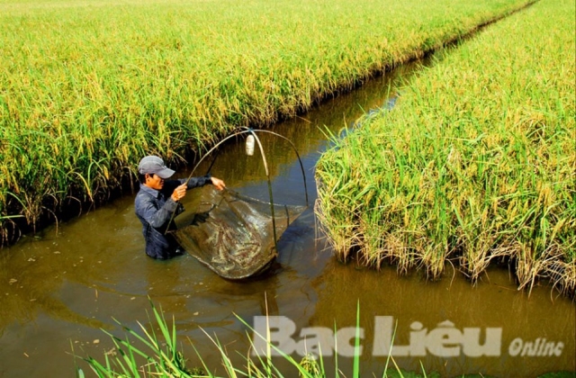 Huyện Phước Long (Bạc Liêu): Nhiều giải pháp cho sản xuất lúa - tôm năm 2016