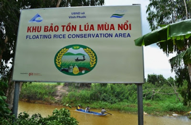 Lúa mùa nổi bên bờ vực 'đứt' giống