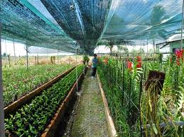 Nông dân Hà Nội tăng thu nhập thêm gần 70%