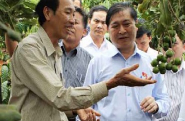 Trồng xen mắc ca và cà phê, lãi 294 triệu đồng/ha