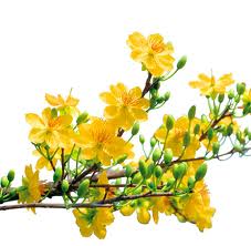 Mai Tết Sài Gòn: Hàng giá rẻ được ưu tiên