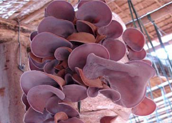 Kỹ thuật trồng Nấm mèo ( Mộc nhĩ )