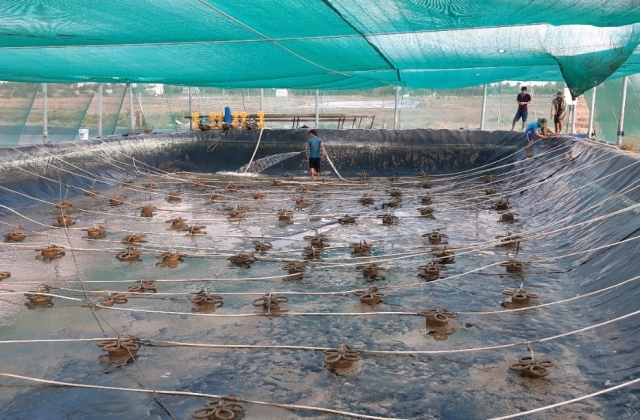 Quảng Ninh phát triển nuôi tôm theo công nghệ semi biofloc