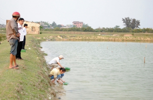 Quảng Trị: Triển khai mô hình nuôi ghép tôm sú - cua và cá đối mục trong ao