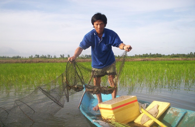 Cà Mau: Chủ động vụ lúa trên đất nuôi tôm