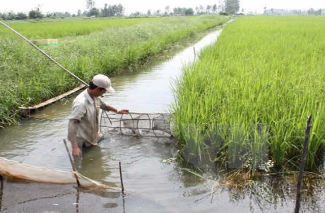 Mô hình canh tác lúa - tôm cần hướng đến tính bền vững