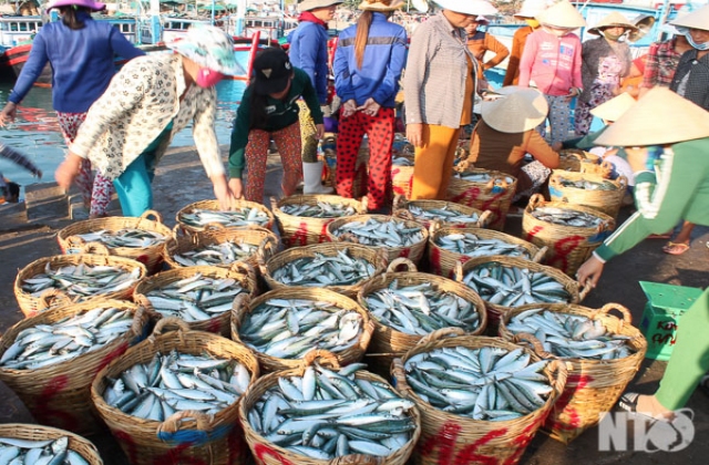 Thanh Hải (Ninh Hải): Ngư dân đánh bắt được mùa cá trích