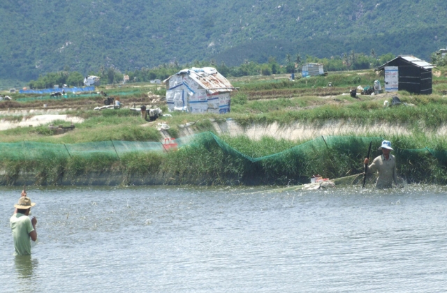 Những sai lầm thường gặp nhất trong nuôi tôm