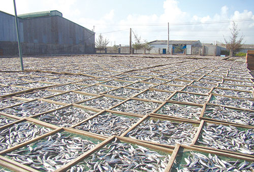 Mùa chế biến cá cơm: Người dân lại lo ô nhiễm