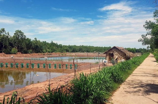 300 tấn nghêu chất bất thường do đầm nuôi tôm xả thải?