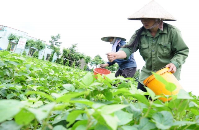 Vì sao trồng đậu nành kém hiệu quả
