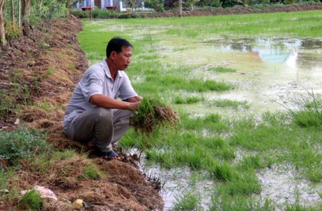 Cuộc “tranh hùng” giữa con tôm và cây lúa ở Kiên Giang