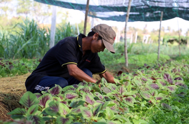 Nông nghiệp hữu cơ gặp khó vì thiếu chứng nhận