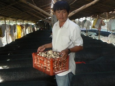 Người thu nửa tỷ đồng/năm từ nấm rơm ở miền Tây